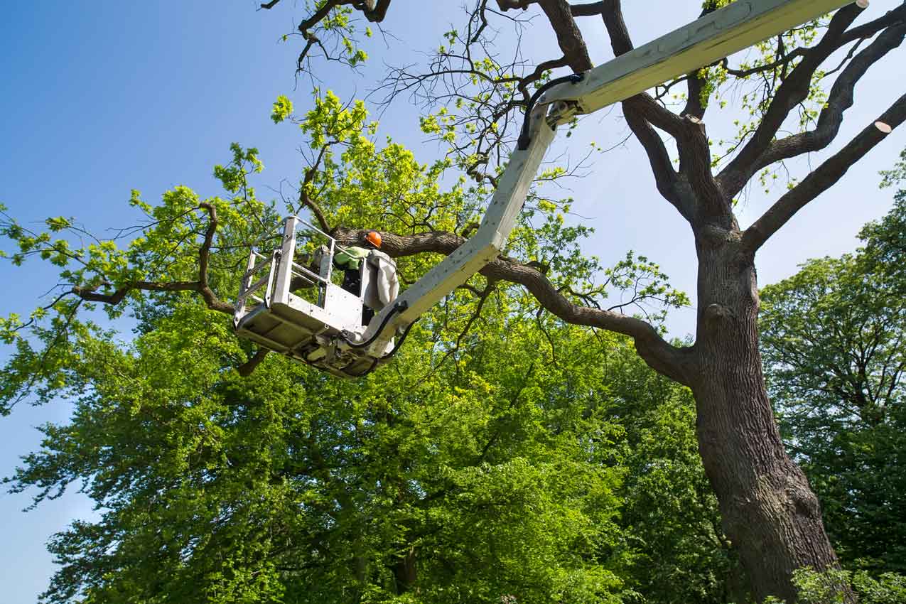 Dallas Tree Services | Tree Care & Removal - JP Tree Services